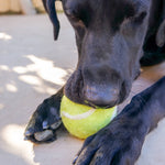 Tennis Eco Wool Dryer Balls - Individual