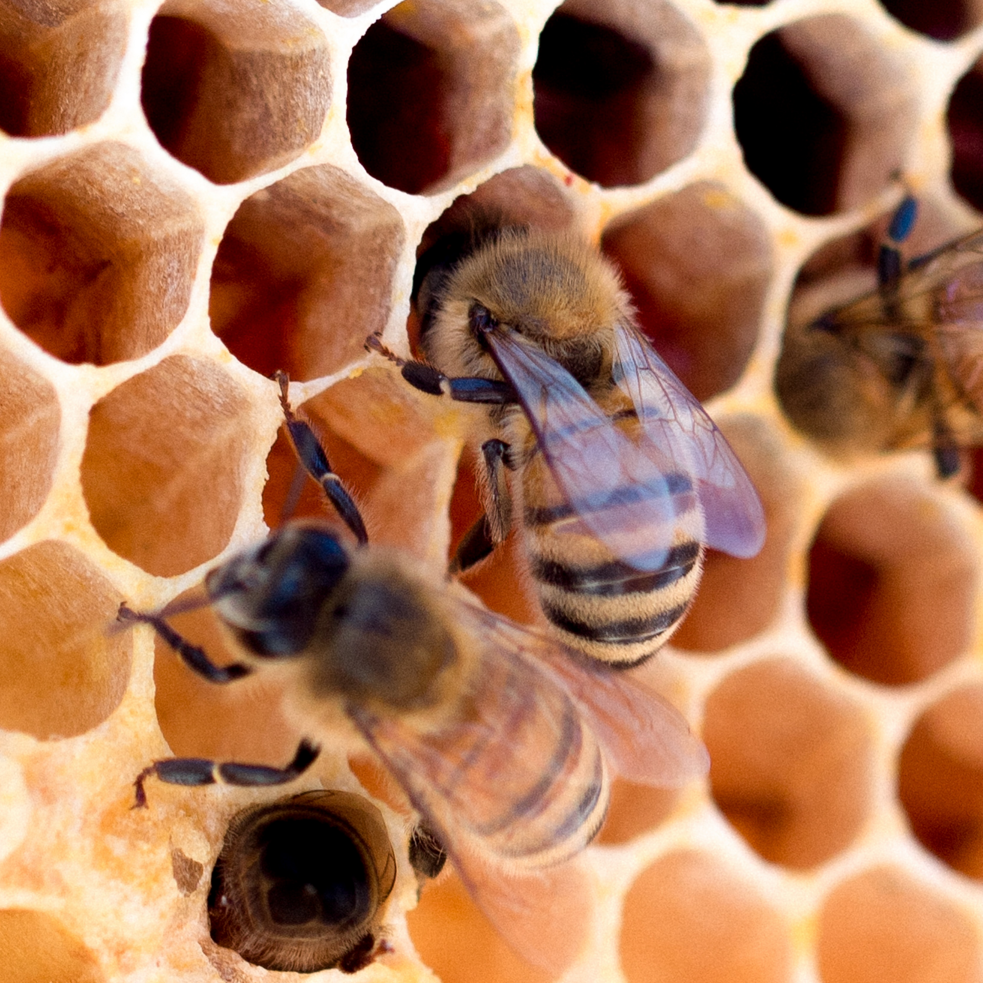 Honey 101, from a beekeeper