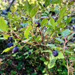 FORAGE zinc oxide lip tint
