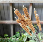 Coconut Fiber Straw Cleaner