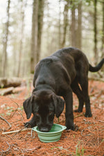Collapsible Silicone Dog Bowl - Green